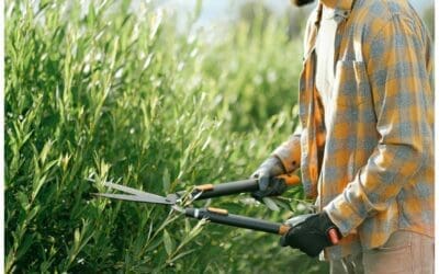 Sfalci e potature: rifiuti da verde privato, dal Mase le istruzioni operative